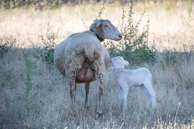 Schafe und ein Lamm auf Moorland