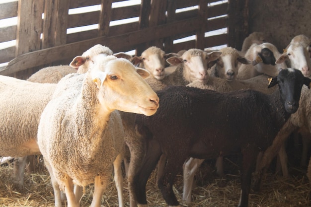 Foto schafe und lämmer im stall schafherde stalltiere und landwirtschaft