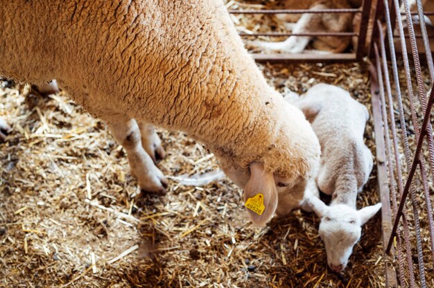 Schafe und neugeborenes Kalb umarmen sich auf der Wiese