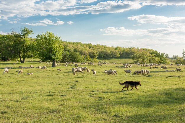 Schafe und Ziegen grasen im Frühjahr auf grünem Gras