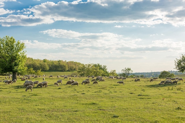 Schafe und Ziegen grasen im Frühjahr auf grünem Gras