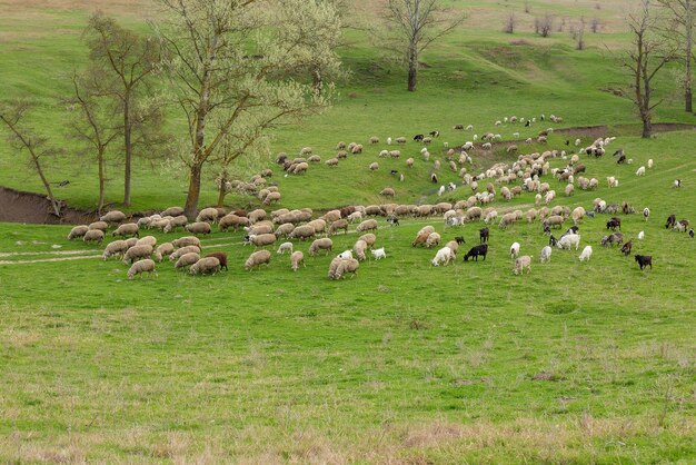 Schafe und Ziegen grasen im Frühjahr auf grünem Gras