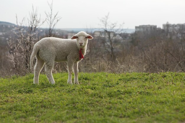 Schafe und Ziegen grasen im Frühjahr auf grünem Gras