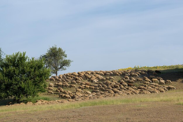 Schafe und Ziegen grasen im Frühjahr auf grünem Gras