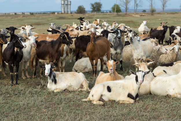 Schafe und ziegen grasen im frühjahr auf grünem gras