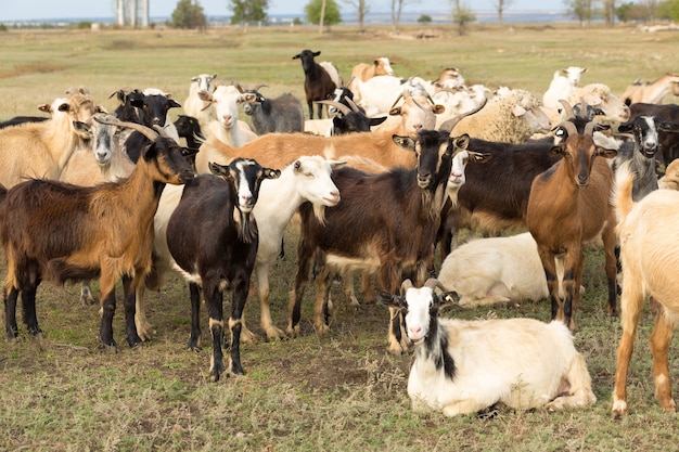 Schafe und Ziegen grasen im Frühjahr auf grünem Gras