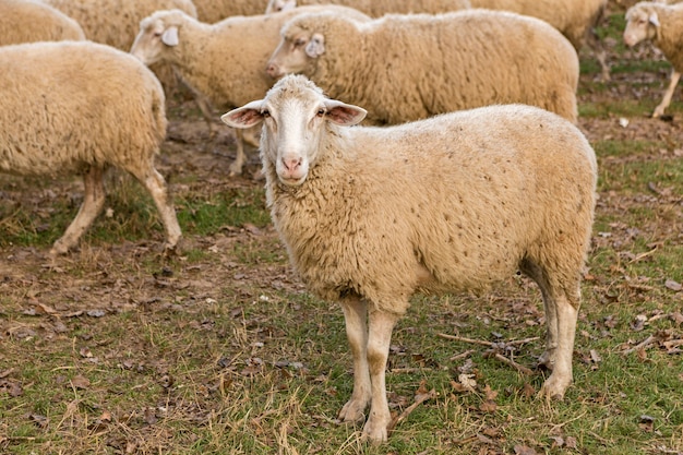 Schafe und Ziegen grasen im Frühjahr auf grünem Gras.