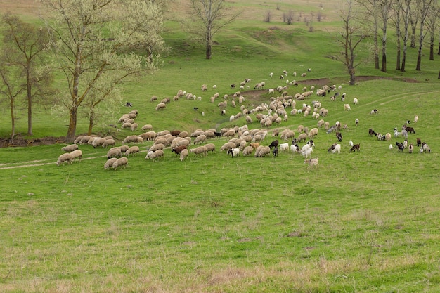 Schafe und Ziegen grasen im Frühjahr auf grünem Gras.