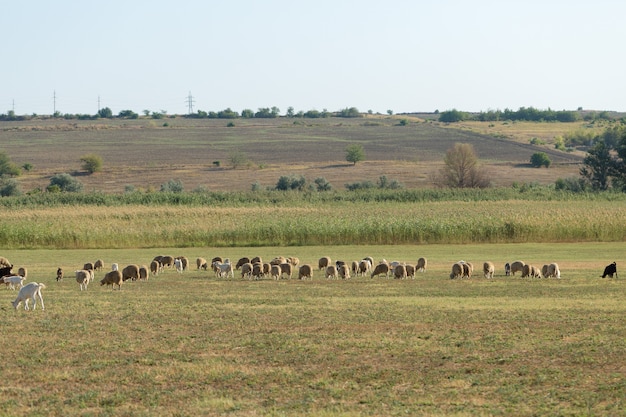 Schafe und Ziegen grasen im Frühjahr auf grünem Gras