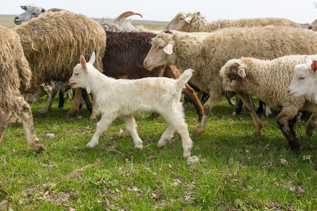 Schafe und Ziegen grasen im Frühjahr auf grünem Gras