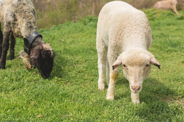 Schafe und Ziegen grasen im Frühling auf grünem Gras x9