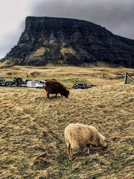 Foto schafe weiden auf dem feld gegen den berg