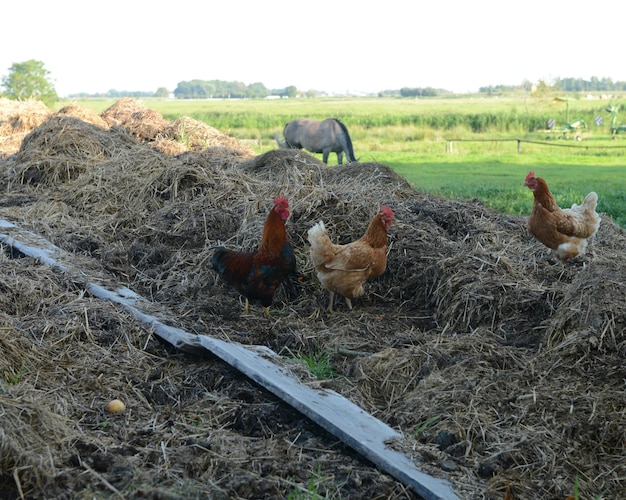 Schafe weiden auf dem Feld