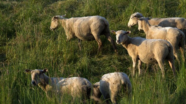 Foto schafe weiden auf dem feld