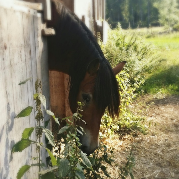 Foto schafe weiden auf dem feld