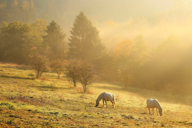 Foto schafe weiden auf einem feld