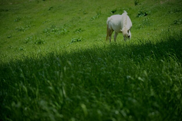 Foto schafe weiden auf einem feld