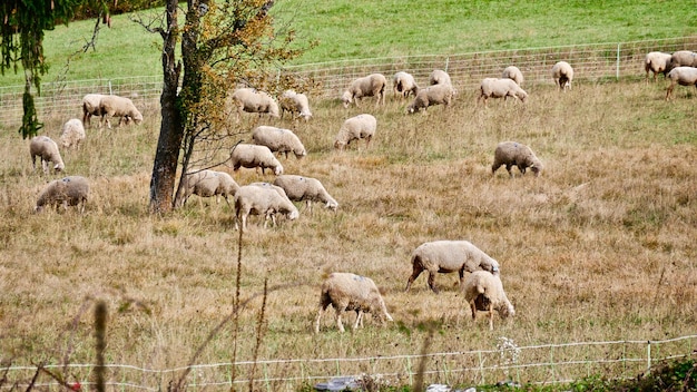 Foto schafe weiden auf einem feld