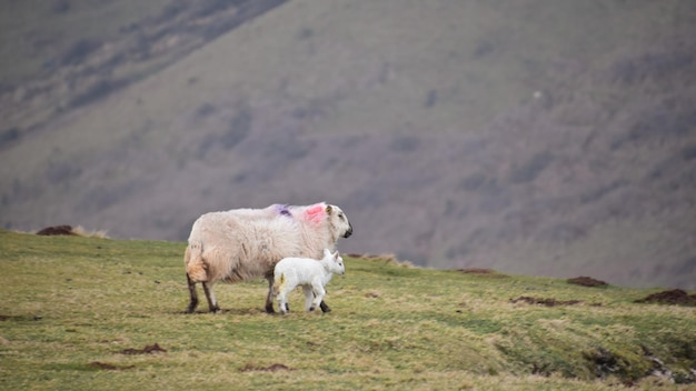 Schafe weiden auf einem Feld