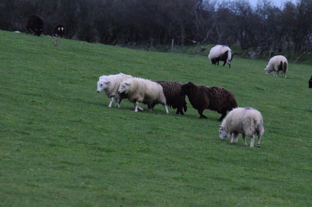 Schafe weiden auf einem Feld