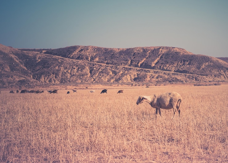 Foto schafe weiden auf einem grasbewachsenen feld