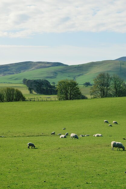 Schafe weiden auf einem grasbewachsenen Feld