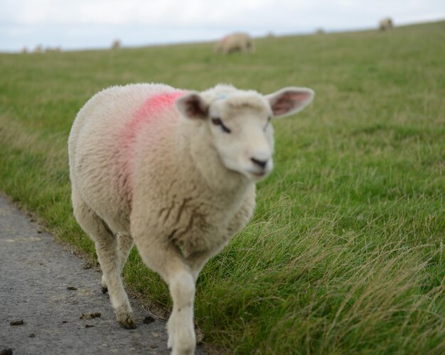 Schafe weiden auf einem grasbewachsenen Feld