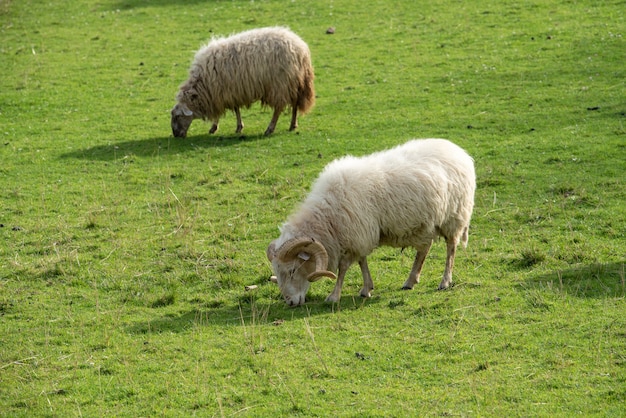 Schafe weiden frei auf der Wiese