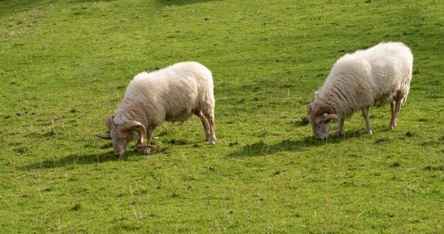 Schafe weiden frei auf der Wiese