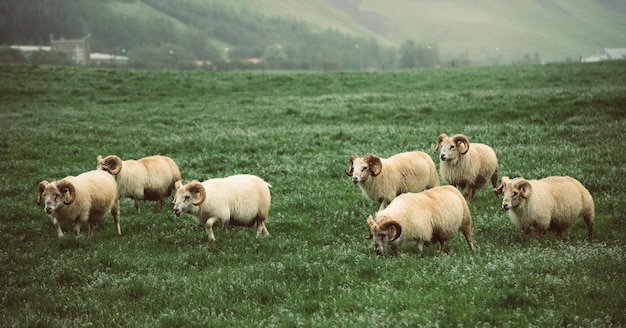 Schafe weiden in Island