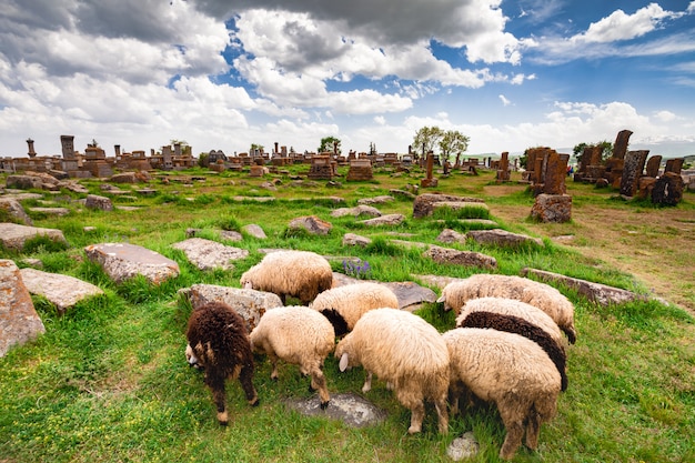 Schafe weiden in Noratus