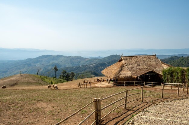 Schaffarm auf dem Hügel Doi Chang Chiang Rai Thailand