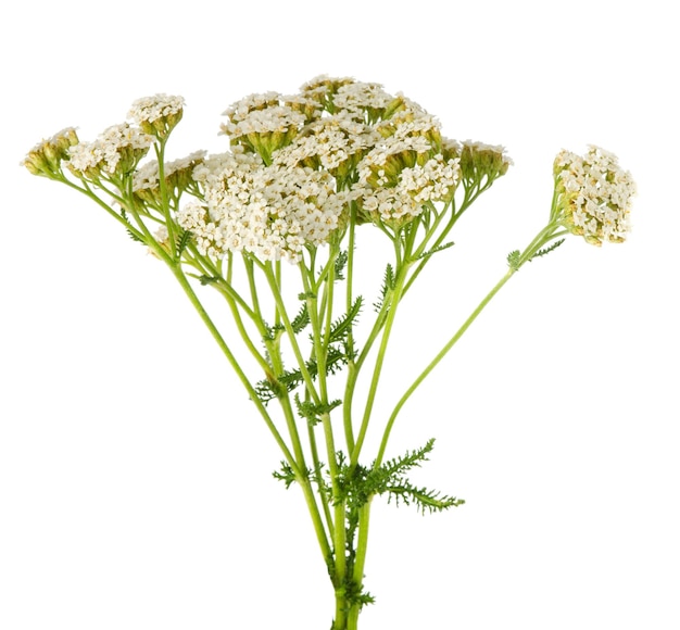 Schafgarbe blüht Blumen auf dem Stielblumenstrauß, der auf weißem Hintergrund lokalisiert wird