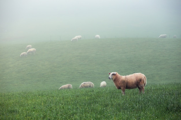 Schafgruppe auf einer nebligen grünen Wiese