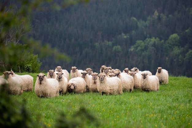 Schafherde auf dem Feld in der Bergregion mit Blick auf die Kamera Landwirtschaft und Viehzucht