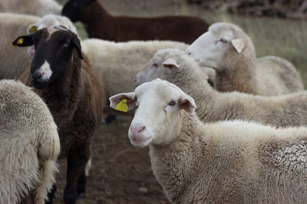 Schafherde auf dem Feld. Konzept der Nutztierhaltung.