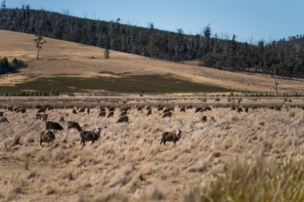 Schafherde auf einem Feld Merino-Schafe weiden und essen Gras in Neuseeland und Australien