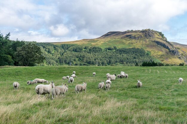 Schafherde auf einem grasigen Feld vor dem Himmel