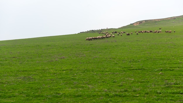 Schafherde auf einem grünen Hügel