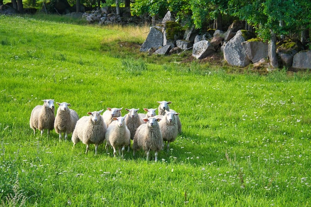 Schafherde auf einer grünen Graswiese Skandinavische Landschaft Nutztier mit Wolle Tieraufnahme