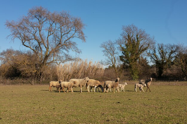 Schafherde auf einer Wiese auf dem Land