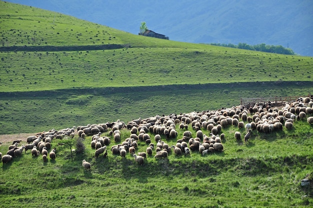 Schafherde auf einer Wiese