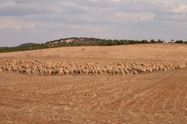 Schafherde auf Natur