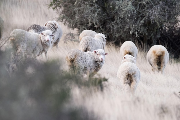 Schafherde auf Patagonia-Grashintergrund