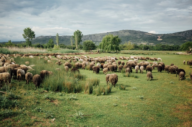 Schafherde des langen Schusses, die Gras auf Weide isst