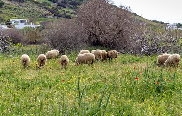 Schafherde, die auf einer Wiese weidet