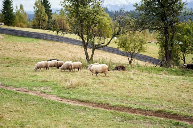 Schafherde, die Weide am Fuße der Karpatenberge weidenden Schaf-Hausfarm weidet