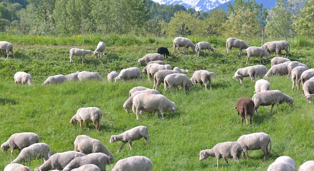 Schafherde in alpinen Weiden im Sommer