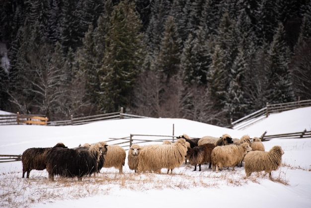 Schafherde in den Bergen, im Winter