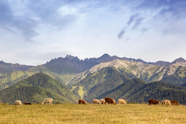 Schafherde in einem Berggefängnis in Qazaqstan mit Kopierraum